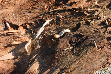 Obraz na płótnie Canvas Wood worm make damage. Bark beetle larvae under the bark. Insect pest spoils material