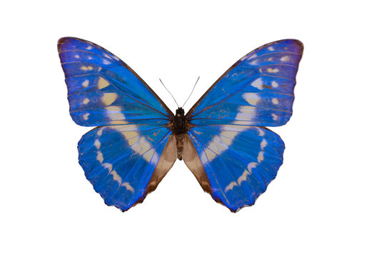 Morpho cypris,Cypris morpho, butterfly cut out with white background