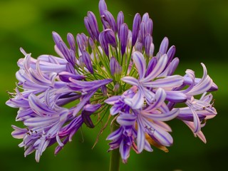 Flowers in Full Blossom Sydney Australia