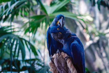 Couple of Blue Hyacinth macaw parrot in park © Seleznov_Molchanova