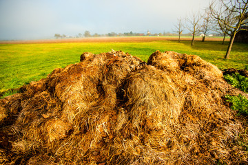 dung hill in a meadow