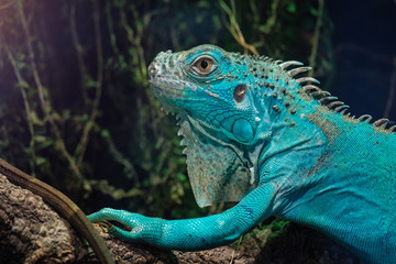 Blue Iguana in park green planet dubai - obrazy, fototapety, plakaty