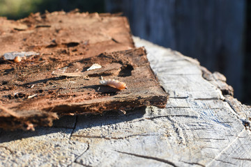 Fototapeta na wymiar Wood worm make damage. Bark beetle larvae under the bark. Insect pest spoils material