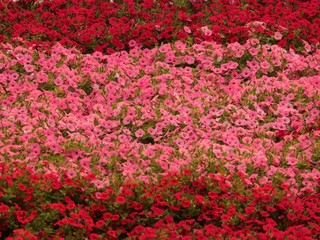 Flowers in Full Blossom Sydney Australia