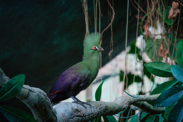 the green turaco bird in green park