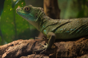 The plumed basilisk also called commonly the green basilisk