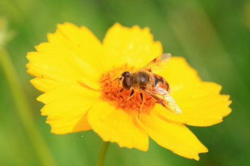 Syrphidae in the flowers