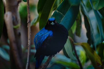 Fototapeta premium Asian Fairy-bluebird on the branches in the jungle.