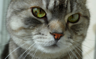Portrait of a gray plush tabby domestic Scottish cat with yellow eyes
