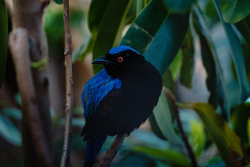 Asian Fairy-bluebird on the branches in the jungle.