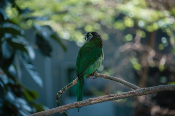 the blue-crowned green parrot sitting on branch .