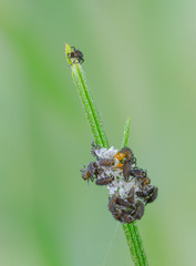Larven des Asiatischen Marienkäfers sitzen auf ihren Eihüllen, frisch geschlüpfte Larven der...