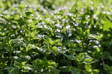Fototapeta na wymiar high angle view of bright fresh plants with morning dew illuminated by sunlight in December