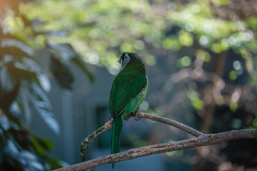 the blue-crowned green parrot sitting on branch .