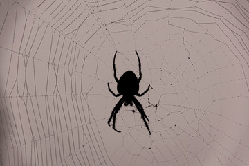 Spider in the middle of the spider web.