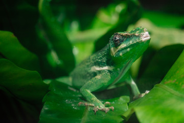 Little green chameleon on a palm leaf