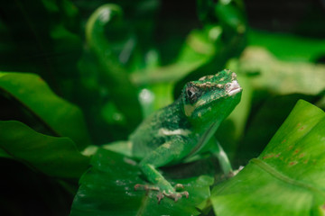 Little green chameleon on a palm leaf