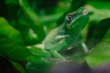 Little green chameleon on a palm leaf