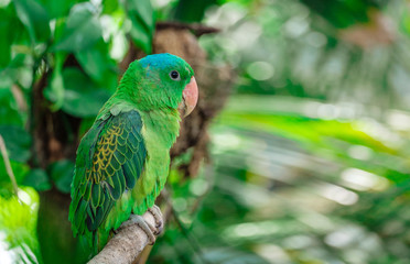 the blue-crowned green parrot sitting on branch .