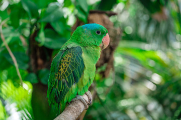 Obraz premium the blue-crowned green parrot sitting on branch .