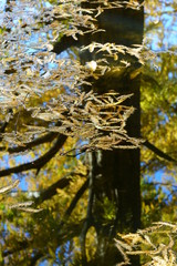 水面に浮かぶラクウショウの落ち葉