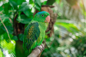 the blue-crowned green parrot sitting on branch .