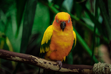 Tropical yellow bird in the Green Planet Dubai