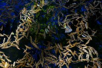 水面に浮かぶラクウショウの落ち葉