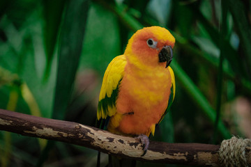 Tropical yellow bird in the Green Planet Dubai