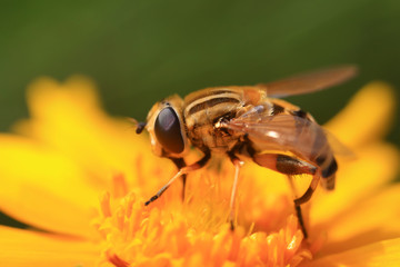 Syrphidae in the flowers