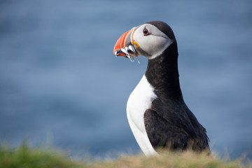 Atlantic puffin eating