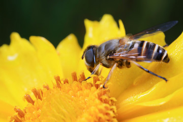 Syrphidae in the flowers