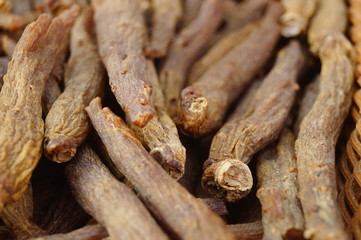 Close-up of the medicinal herb red ginseng