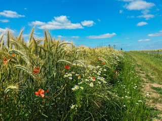 Gerstenfeld mit Ackerrandstreifen aus Klatschmohn (Papaver rhoeas) und Margeriten, Deutschland