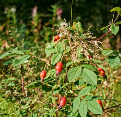 Red Rose Berries On The Bush