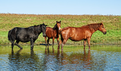 Fototapeta na wymiar Several horses graze by the river