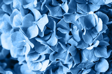 Blue leaves background in trendy color of the year 2020