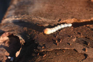 Wood worm make damage. Bark beetle larvae under the bark.  Insect pest spoils material