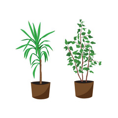 Vector silhouettes of two potted houseplants with leaves, Yucca palm and ficus green and brown isolated on white background