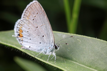Ash Butterfly
