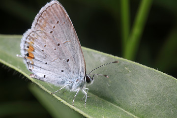 Ash Butterfly