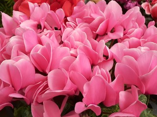 お花屋さんで咲いていたピンクのシクラメン
