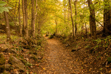 Fototapeta na wymiar Autumn forest scenery with path and trees.