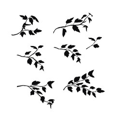 Vector silhouettes of the branch of trees with leaves,  black color, isolated on white background