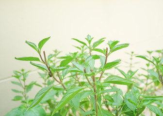 Sweet basil herb plant in the backyard