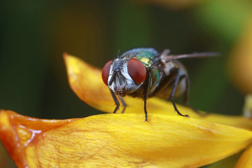 Tachinidae insect