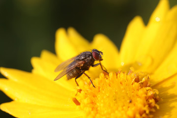 Tachinidae insect