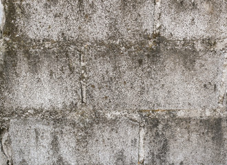 Lichen on the concrete brick wall