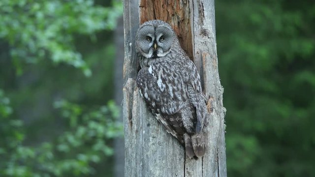 The Ural owl. Close up. Bird in nature habitat. Adult owl sitting on tree in hole nest. Ural owl in the nest inside of a broken tree trunk. Scientific name: Strix uralensis.