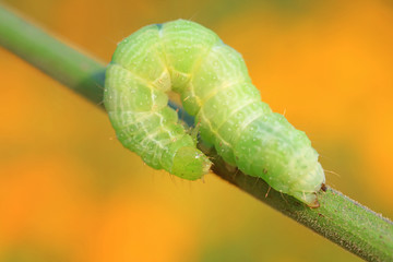 Green flesh worm
